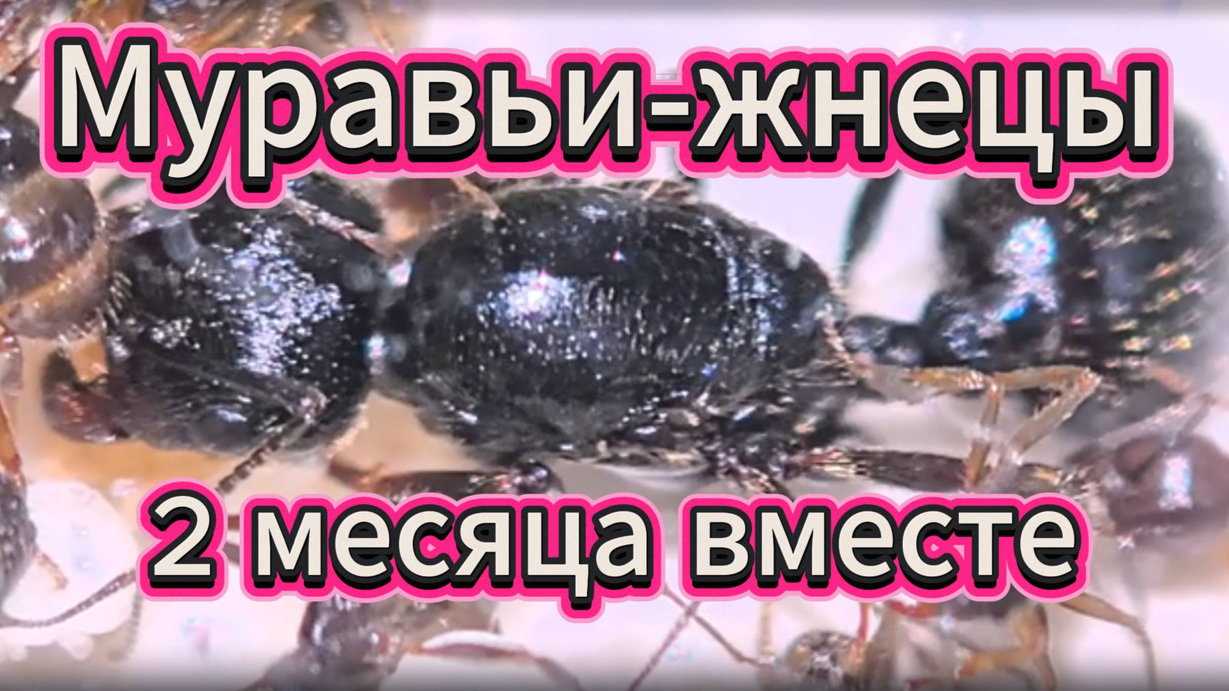 Жизнь муравьёв-жнецов: отчёт через 2 месяца