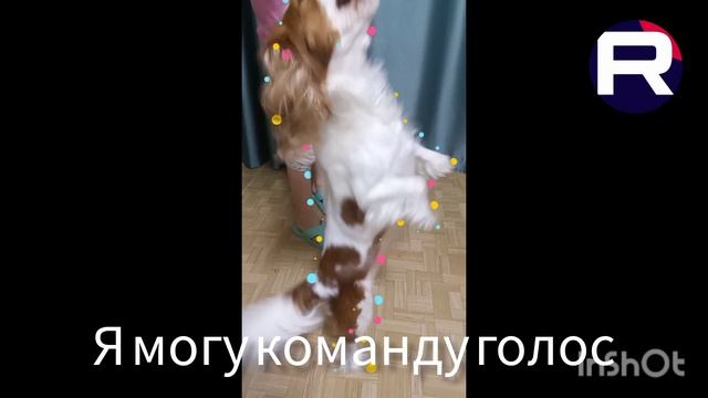 Белла и пуша часть 7 дрессировка смотреть онлайн