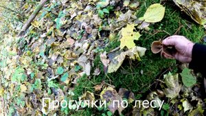 Прогулки по лесу. После заморозков ждем золотую осень.