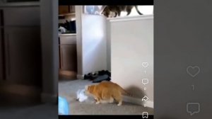 Очень смешная подборка видео про животных