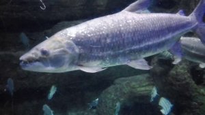 Москвариум. Большая тигровая рыба.