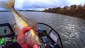 ЭТА ПРИМАНКА В НОВОМ ЦВЕТЕ ПРОВОЦИРУЕТ СУДАКА НА ПОКЛЕВКУ. ОСЕННИЙ ДЖИГ. Рыбалка на спиннинг