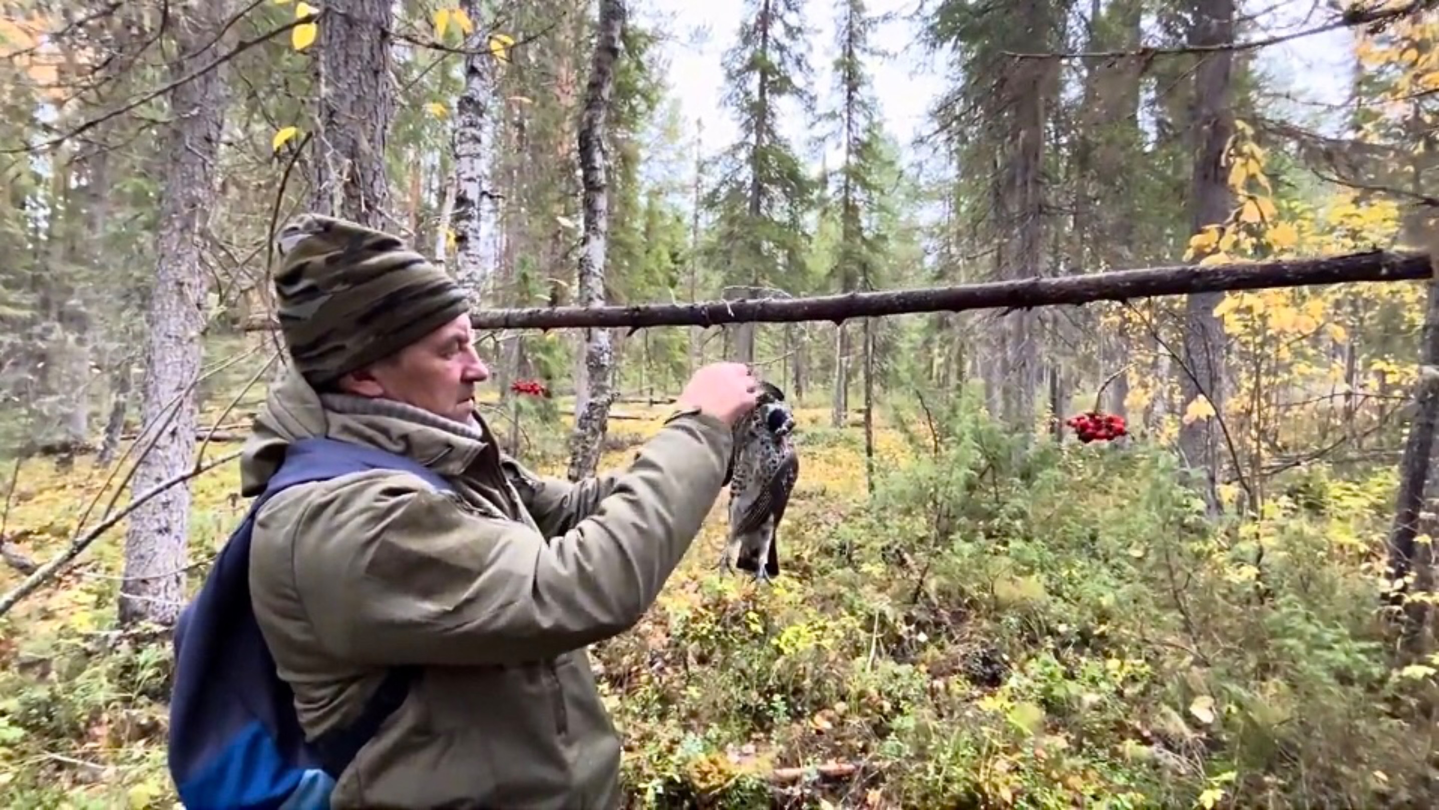 Как добывать дичь без ружья. Ставим и проверяем силки.