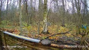 🍂ОКТЯБРЬ в ЛЕСУ онлайн #Relaxing #природа #звуки леса #птицы #погода🍁