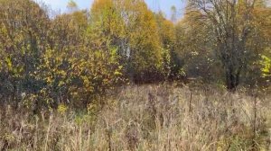 д. Левашово 50:18:0030203:1654