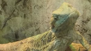 🦎🐍 По просьбе подписчика снова поснимал.