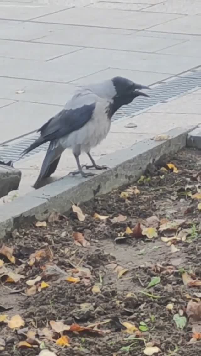 Утреннее настроение 36 / Morning mood 36 ☀️☀️🌞