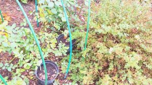 Результат мульчирования цветника опилками.