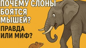 Почему слоны боятся мышей? Правда или миф