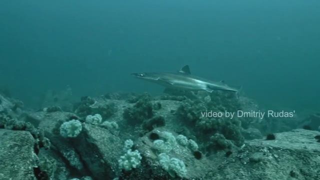 Это не шутка: вот кто плавает в метре от вас в Приморье. Вы больше не войдете в воду. смотреть онлайн