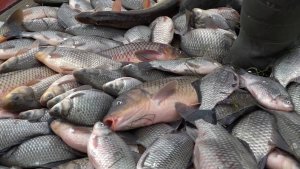 Увеличился экспорт рыбы, выловленной на водоемах Новосибирской области