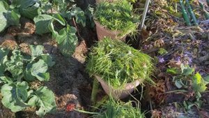 Подвязки для растений попробую помыть.