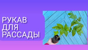 Стаканы для рассады . Экономный вариант