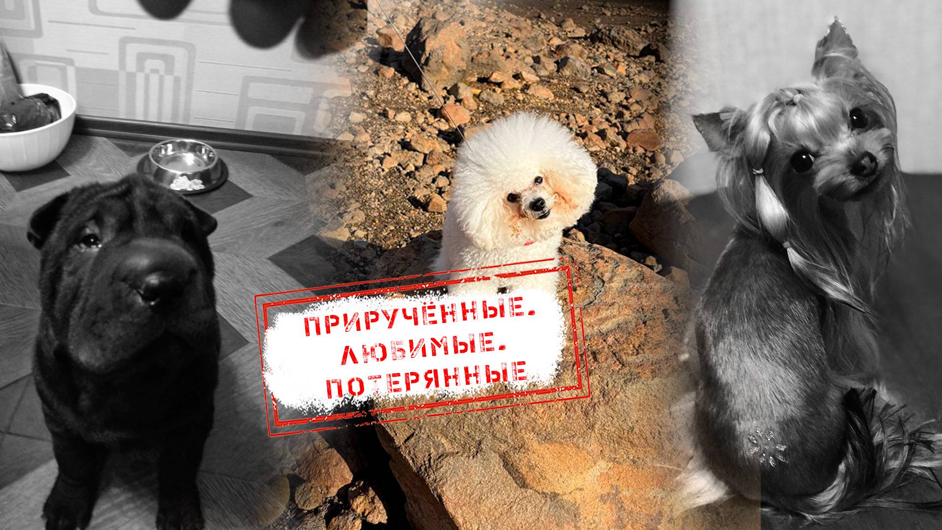 НОВОСТИ КАМЧАТКИ: ПРИРУЧЁННЫЕ. ЛЮБИМЫЕ. ПОТЕРЯННЫЕ