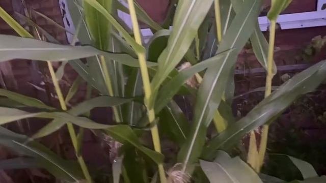 Севооборот противоречит законам природы.