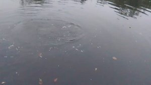 7868735170733546252