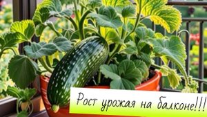 Рост урожая на балконе! Распаковка и посадка новых цветочков!!!