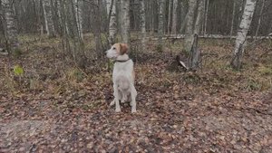 Попытка №4.