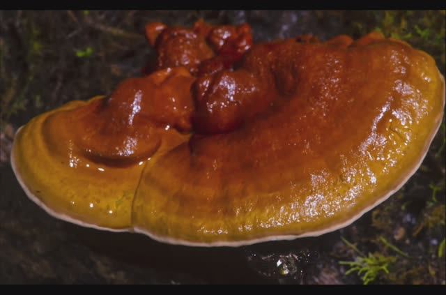 Как растут грибы. Рейши смотреть онлайн