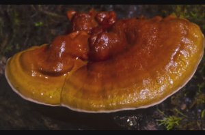 Как растут грибы. Рейши