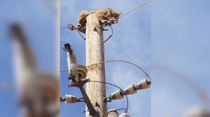 Спасатели пришли на помощь рыси и спустили животное с ЛЭП в поселке Забайкалья