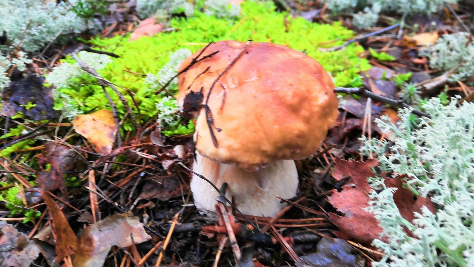 По дороге заглянул в ближайший сосняк за белыми грибами смотреть онлайн