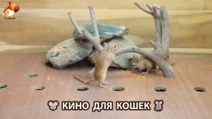 Видео для кошек про крысок развлекать питомцев 🐭🐀😂 (351)