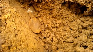 АРХИВ. Коп вдоль дороги. Раз монетка, два монетка.