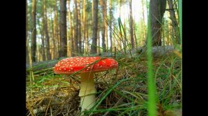 Мысль поэта