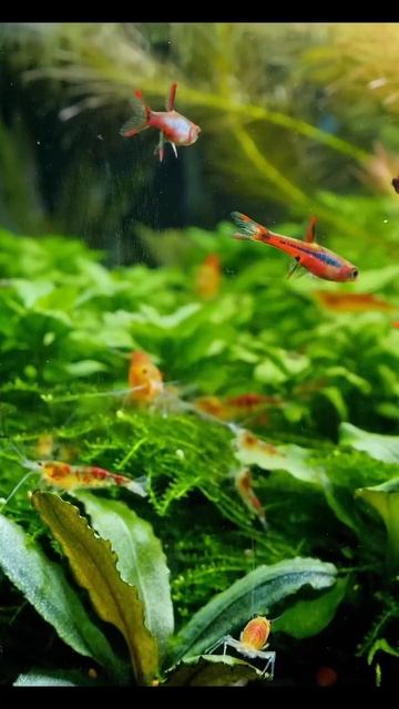 Креветки_и_рыбки_микрорасбора_бригитты,_отличное_сочетание_👍 смотреть онлайн