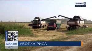 Число занятых в уборке риса на полях Кубани комбайнов увеличат до 850
