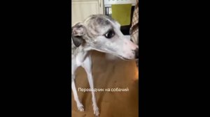 COUB compilation _ нарезка COUB -672