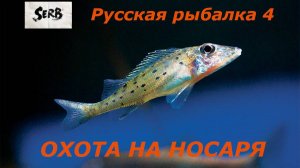 РУССКАЯ РЫБАЛКА 4 Охота на Ерша-Носаря #4
