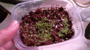 Обзор на сеянцы глоксиний и смитиант ☺🌷🌱🌱небольшая пересадка