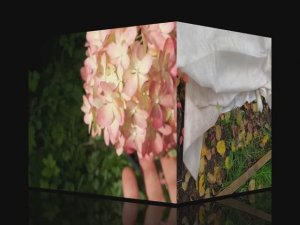 Осенняя обрезка карликовых метельчатых гортензий.