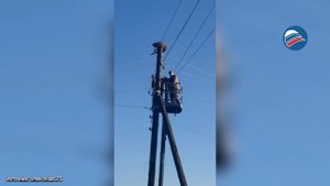 Волонтеры сами спасли рысь, застрявшую на столбе под Читой