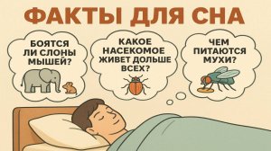 Факты, под которые засыпаешь быстрее: спокойный голос и удивительные знания