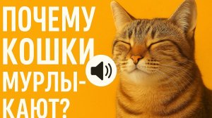 Почему кошки мурлыкают? | Удивительные факты о мурлыканье