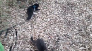 Котики гуляют.