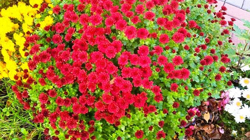 Что делать с хризантемой в октябре, чтобы хорошо перезимовала