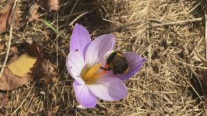 Пасмурно и серо в вышине. Стихи и видеомонтаж мои.  Музыка Гектора Берлиоза