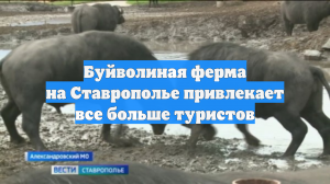 Буйволиная ферма на Ставрополье привлекает все больше туристов