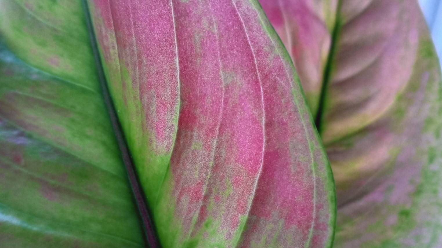 Шок цены на растения. Новые аглаонемы в мою коллекцию