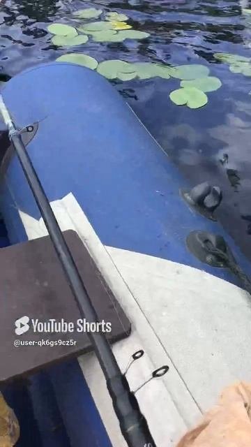 Ленобласть. Хвойное. 08.07.2024. Часть 40. Утята_ Обеспечить клев, пара пустяков