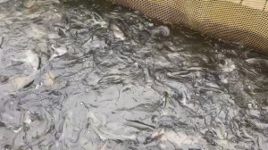 Запускаем форель в водоем
