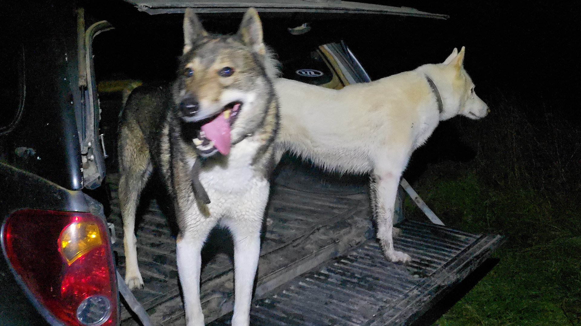 Разогрев на лосях