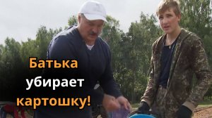 Почему белорусов называют бульбашами? Батька знает!