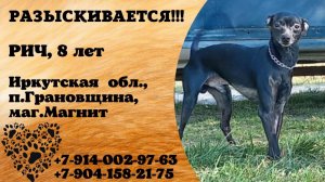 Пропала собака! РИЧ, 8 лет. Иркутская обл., п.Грановщина.