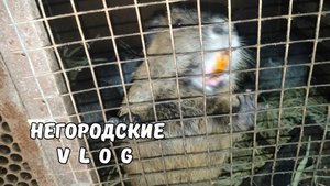 Навёл порядок под клетками, но не до конца... Навоз - в огород! 19.10.25
