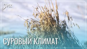 Аграрии продолжают борьбу с капризной Забайкальской погодой